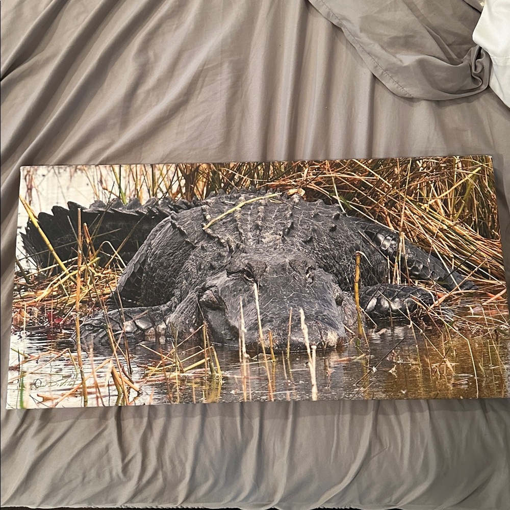 Alligator Canvas Wall Art 12x24